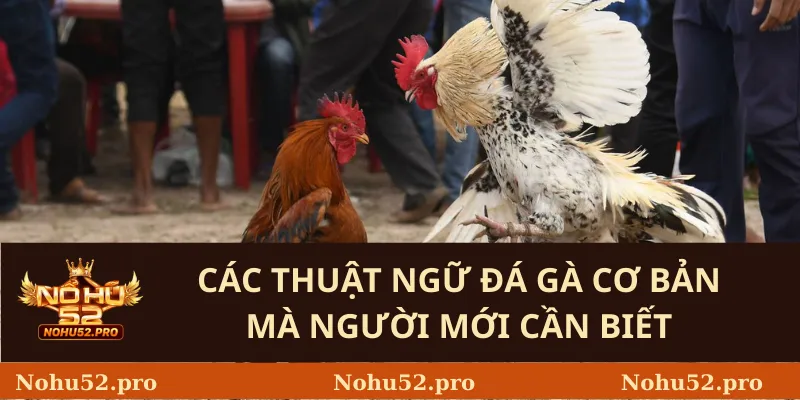 Thuật Ngữ Đá Gà: Giải Mã Các Thuật Ngữ Quan Trọng 1 Các Thuật Ngữ Đá Gà Cơ Bản Mà Người Mới Cần Biết
