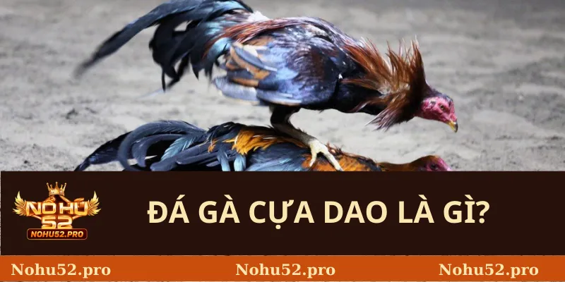 Đá Gà Cựa Dao – Luật Chơi Và Những Thách Thức 1 Đá Gà Cựa Dao Là Gì?
