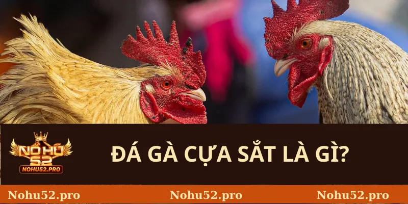 Đá Gà Cựa Sắt – Luật Chơi Nohu52 Và Những Điều Cần Biết 1 Đá Gà Cựa Sắt Là Gì?
