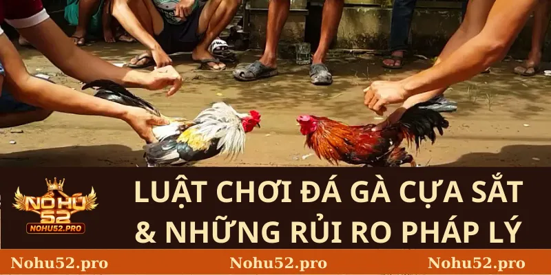 Đá Gà Cựa Sắt – Luật Chơi Nohu52 Và Những Điều Cần Biết 2 Luật Chơi Đá Gà Cựa Sắt & Những Rủi Ro Pháp Lý