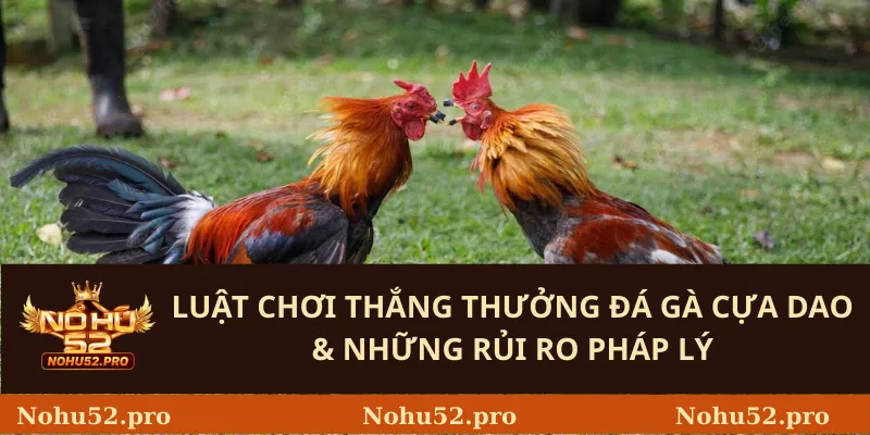 Đá Gà Cựa Dao – Luật Chơi Và Những Thách Thức 2 Luật Chơi thắng thưởng đá gà cựa dao & Những Rủi Ro Pháp Lý