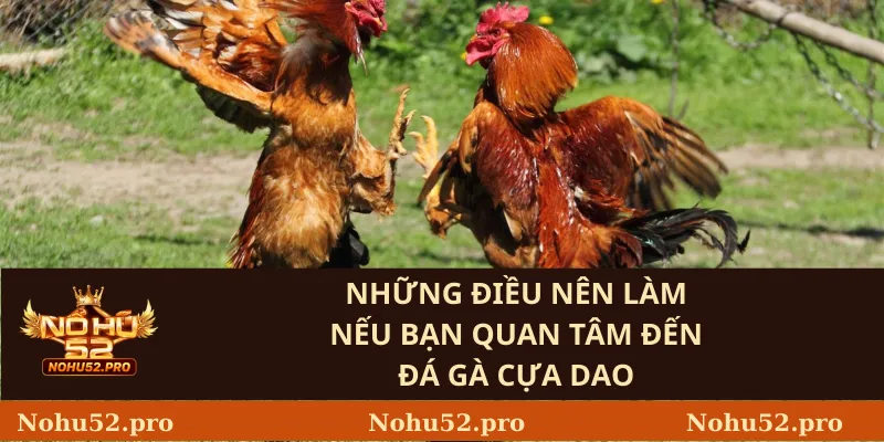 Đá Gà Cựa Dao – Luật Chơi Và Những Thách Thức 3 Những Điều Nên Làm Nếu Bạn Quan Tâm Đến Đá Gà Cựa Dao