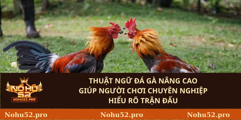 Thuật Ngữ Đá Gà: Giải Mã Các Thuật Ngữ Quan Trọng 2 Thuật Ngữ Đá Gà Nâng Cao Giúp Người Chơi Chuyên Nghiệp Hiểu Rõ Trận Đấu